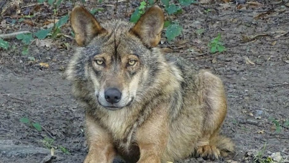 se trataba de un ejemplar de Canis lupus signatus (Lobo ibérico), confirmaron desde el  Seprona. 